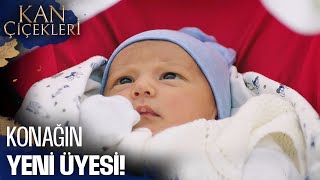 Hoş Geldin Karabeylerin En Küçüğü - Kan Çiçekleri