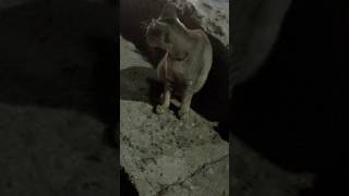 Mama Bugil Cat