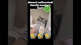 Almost Suffocated Smelly Masters Feetfunny Cats Tik Tok