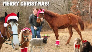 All The Animals On The Homestead! Christmas Greetings!