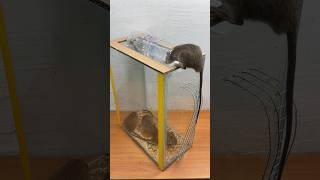The Simplest Homemade Mouse Trap Idea // Mouse Trap 2 #Rat #Rattrap #Mousetrap #Shorts