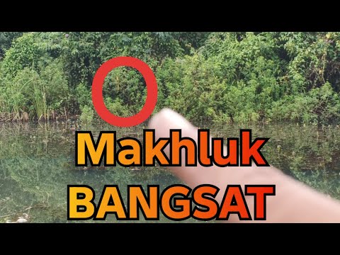 Kalau lagi mancing ada yang samperin seperti ini mending pulang jangan diteruskan | Solo Fishing Kalau lagi mancing ada yang samperin seperti ini mending pulang jangan diteruskan | Solo Fishing