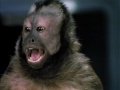 Monkey Shines (1988) Watch Online