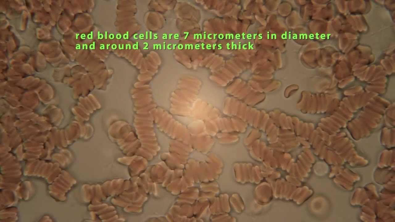 Blood under microscope 1000x HD 1080p - YouTube