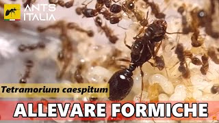 Allevare Formiche - Tetramorium Caespitum, La Formica Dei Pavimenti
