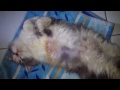 image Hot Ngintip Gadis Telanjang Lagi Tiduran 311013
