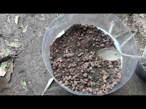 Proses Permentasi Kohe Kambing dengan Larva.@aliftoni09