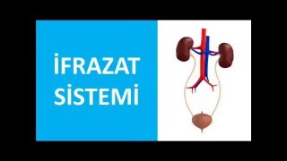 İfrazat Sistemi Dəyanət Mehrəliyev,Ülkər Mahmudova