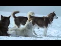 Trabajo en equipo - lobos