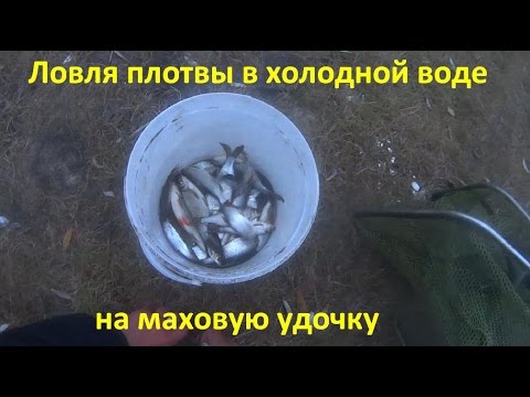 все о ловле плотвы осенью все о ловле плотвы осенью