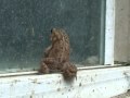 BEWARE OF PEEPING TOADS Video