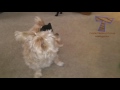 Nothing will make you laugh harder than funny animals - Funny animal compilation