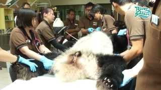 Giant Pandas Undergo Electro & Artificial Insemination