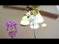 Orchid Care