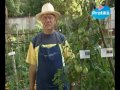 planter les tomates