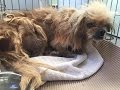 Dog abandoned, matted and full of ticks gets a new life - Com...