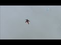 Wingsuit daredevil prepares for Everest jump: Joby Ogwyn jumps over California