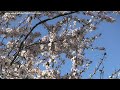 Spring Song: Relaxing Instrumental Nature Sounds Music Therapy