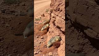 Gophers Help Ambulance Get Through A Landslide