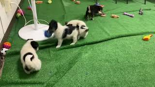 Jack Russell Terrier Mix Puppies