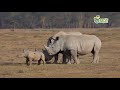 talking animal
