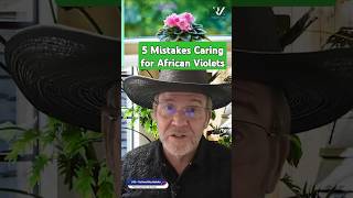 5 Simple African Violet Care Mistakes Youre Making Right Now