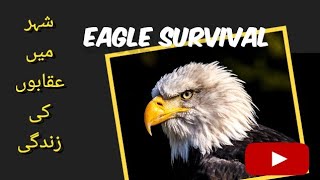 Eagle Survival In Town Baaz Ki Zindagi Uqab Ki Zindagi