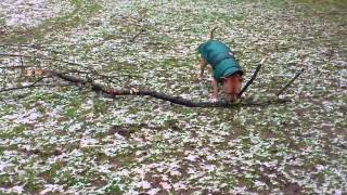 Staffordshire Bull Terrier Pulling Breaking A Tree Branch