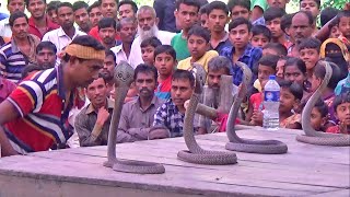 4 Giant Cobras Are Charmed Amazingly By The Snake Charmer - Gokhra Saper Khela