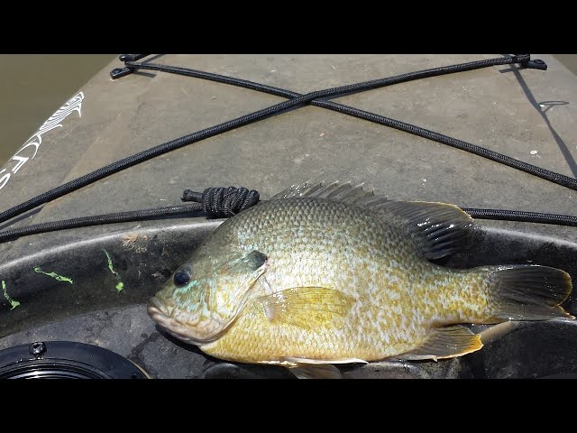 Watch Ask an Angler: Virtual Fishing Course (Sunfish Fishing Tips) on YouTube.