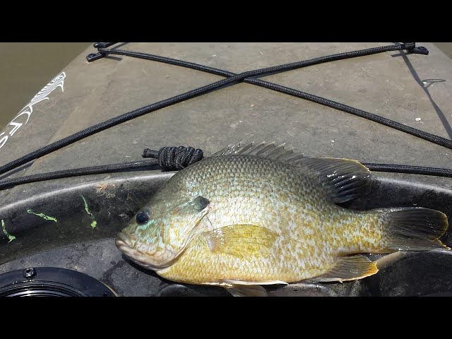 Watch Ask an Angler: Virtual Fishing Course (Sunfish Fishing Tips) on YouTube.