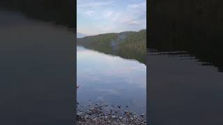 Bear Banger