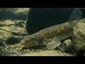 Erdők alján-vizek mélyén... magyar amatőr természetfilm ( Full HD )