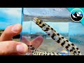 Eel with DOUBLE JAWS has one Nasty Bite!