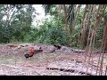 Ayam Hutan Pikat King images Ayam Hutan Pikat King
