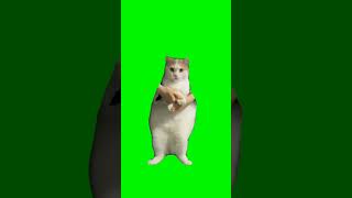 Cat Dancing to EDM - Green Screen #cat #trend #greenscreen #greenmemes #cats