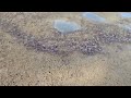 Hundreds of blue crabs on the beach