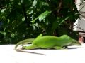 GEICO GECKO Birds & Bees PORN SEX TAPE film,Gecko's Honey on a BEEHIVE,A real TIGER in the WOODS GEICO GECKO Birds & Bees PORN SEX TAPE film,Gecko's Honey on a BEEHIVE,A real TIGER in the WOODS