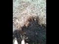 LawnCareMidwest