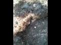LawnCareMidwest