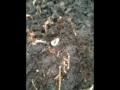 LawnCareMidwest