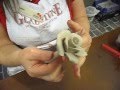 gladstone pottery museum 2013 rita floyd making flowers in clay 02