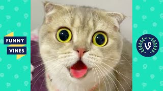 Try Not To Laugh - Cute Funny Animal Videos