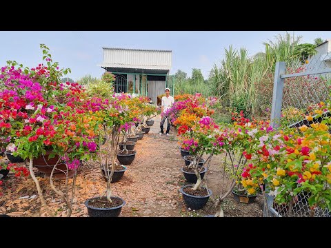 Hoa giấy ngũ sắc, cẩm thạch bông rộ shop Ngọc Tài chào bán 2/4