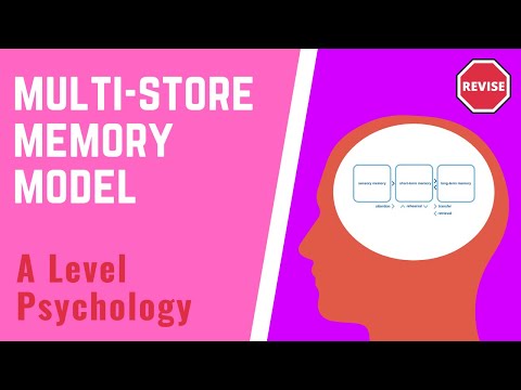 strengths and weaknesses of the multi stored memory model In the as unit 1 psychology exam 'cognitive psychology, developmental psychology and research methods' you will have to be able to talk about the multi-store model of memory and the working memory model and compare the two, using evidence and strengths and weaknesses to support your answer this hub should include. strengths and weaknesses of the multi stored memory model In the as unit 1 psychology exam 'cognitive psychology, developmental psychology and research methods' you will have to be able to talk about the multi-store model of memory and the working memory model and compare the two, using evidence and strengths and weaknesses to support your answer this hub should include.
