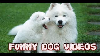 cute dog videos funny dog videos #funnyanimals baby dog videos