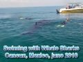 WS80: Swimming with Whale Sharks in Cancun, june 2010.mpg