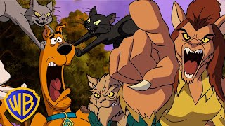 Scooby-Doo! Em Português 🇧🇷  | Gatos 🐱 Vs Cães 🐶 |  Wb Kids