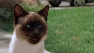 Garfield The Movie 2004 - Car Chase