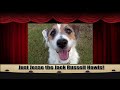 Just Jesse the Jack Howls! (A Just Jesse Moment)